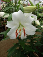 [4237 Siberia EVR No102.JPG]